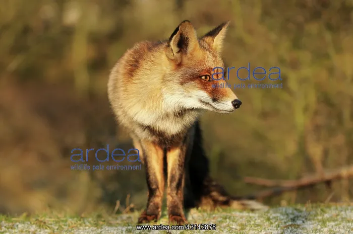 : Red Fox (Vulpes vulpes) standing in grassland : Red Fox (Vulpes vulpes) standing in grassland