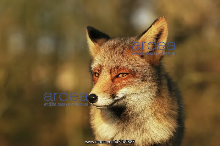 : Red Fox (Vulpes vulpes) portrait : Red Fox (Vulpes vulpes) portrait