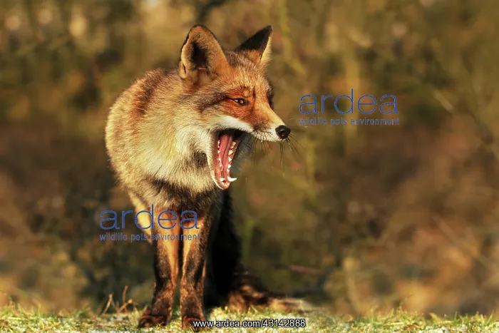 : Red Fox (Vulpes vulpes) yawning : Red Fox (Vulpes vulpes) yawning