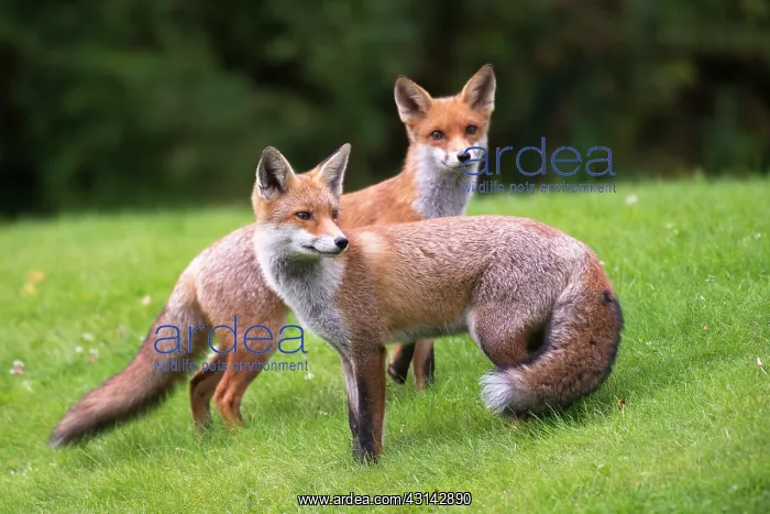 : Red Fox. Red foxes (Vulpes vulpes) portrait, England, Sussex, Ashdown Forest : Red Fox. Red foxes (Vulpes vulpes) portrait, England, Sussex, Ashdown Forest
