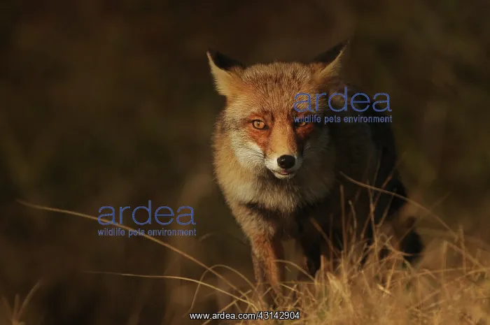 : Red Fox (Vulpes vulpes) standing in grass : Red Fox (Vulpes vulpes) standing in grass