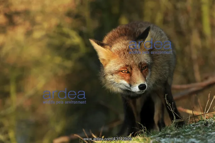  : Red Fox (Vulpes vulpes) standing half in the shade