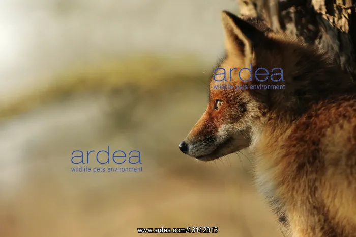 : Red Fox (Vulpes vulpes) portrait : Red Fox (Vulpes vulpes) portrait