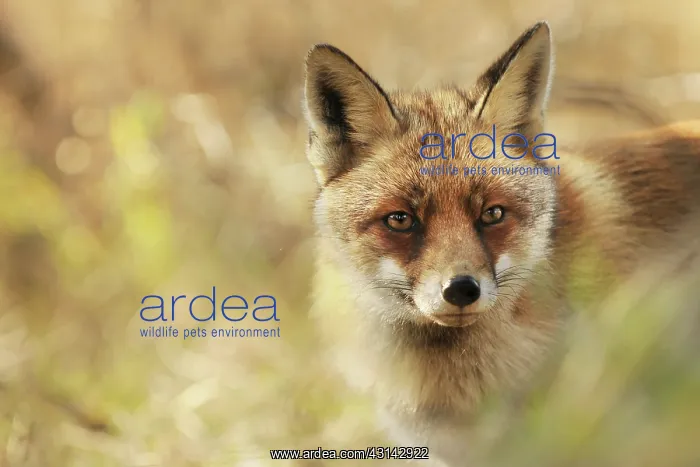 : Red Fox (Vulpes vulpes) portait : Red Fox (Vulpes vulpes) portait