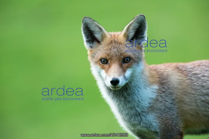 : Red Fox. Red fox (Vulpes vulpes) portrait, England, Sussex, Ashdown Forest : Red Fox. Red fox (Vulpes vulpes) portrait, England, Sussex, Ashdown Forest