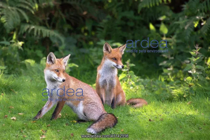 : Red Fox. Red fox (Vulpes vulpes) cubs at edge of forest, England, Sussex, Ashdown Forest : Red Fox. Red fox (Vulpes vulpes) cubs at edge of forest, England, Sussex, Ashdown Forest