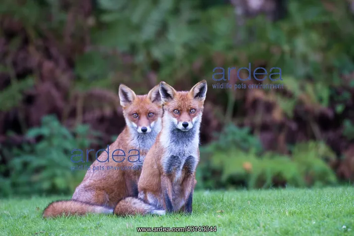 : Red Fox. Red fox (Vulpes vulpes) cubs on alert, England, Sussex, Ashdown Forest : Red Fox. Red fox (Vulpes vulpes) cubs on alert, England, Sussex, Ashdown Forest