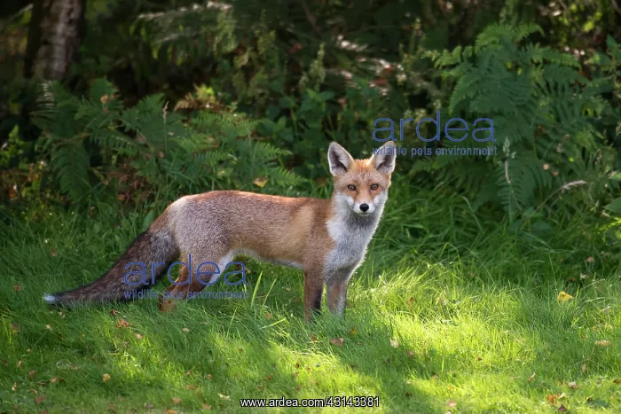 : Red Fox. Red fox (Vulpes vulpes) at edge of forest, England, Sussex, Ashdown Forest : Red Fox. Red fox (Vulpes vulpes) at edge of forest, England, Sussex, Ashdown Forest