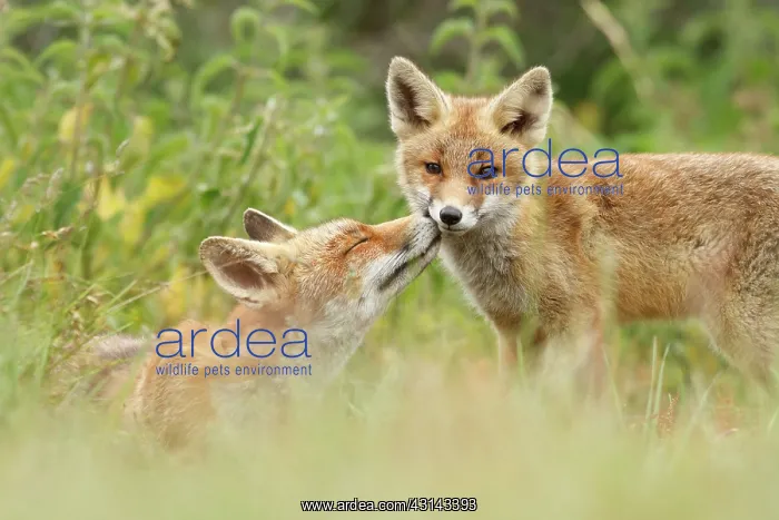 : Red Fox. A Red Fox (Vulpes vulpes) mother carefully removes ticks from her kit : Red Fox. A Red Fox (Vulpes vulpes) mother carefully removes ticks from her kit