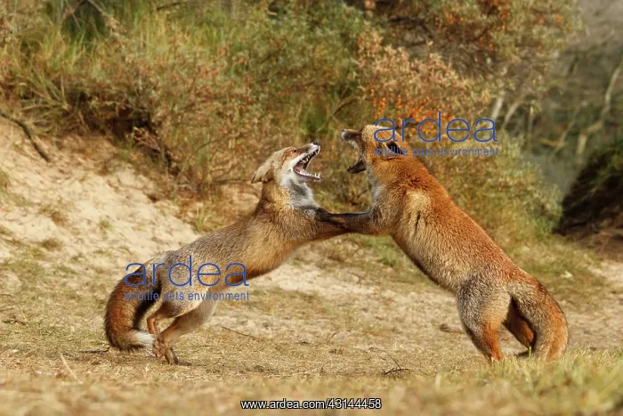 : Red Foxes (Vulpes vulpes) male and female fighting agressively : Red Foxes (Vulpes vulpes) male and female fighting agressively