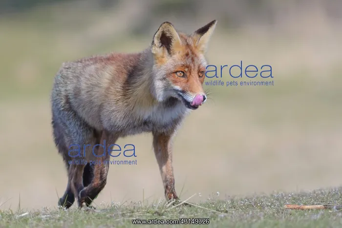 : Red Fox (Vulpes vulpes) searching for food, The Netherlands : Red Fox (Vulpes vulpes) searching for food, The Netherlands