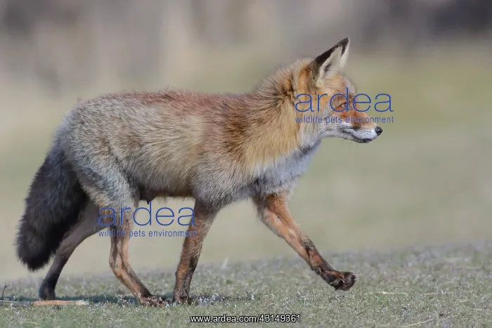  : Red Fox (Vulpes vulpes) searching for food for its siblings