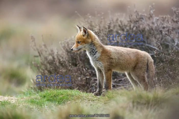 : Red Fox (Vulpes vulpes) cub standing near entrance of den : Red Fox (Vulpes vulpes) cub standing near entrance of den