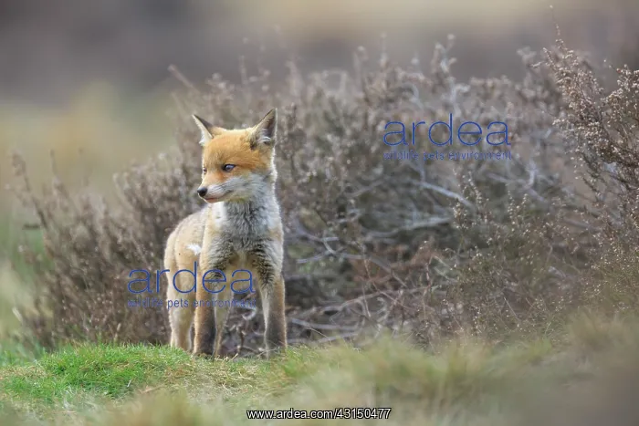 : Red Fox (Vulpes vulpes) cub standing near entrance of den : Red Fox (Vulpes vulpes) cub standing near entrance of den