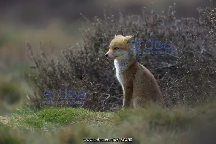 : Red Fox (Vulpes vulpes) cub sitting near entrance of den : Red Fox (Vulpes vulpes) cub sitting near entrance of den