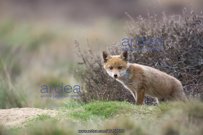 : Red Fox (Vulpes vulpes) cub standing near entrance of den : Red Fox (Vulpes vulpes) cub standing near entrance of den