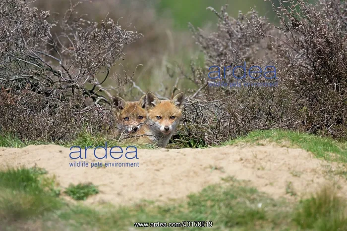 : Red Fox. Two Red Fox (Vulpes vulpes) cubs looking out of den entrance : Red Fox. Two Red Fox (Vulpes vulpes) cubs looking out of den entrance
