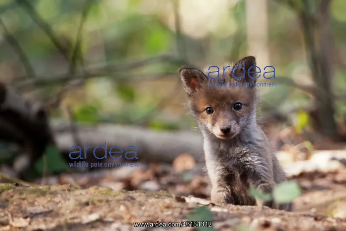 : Red Fox (Vulpes vulpes) cub near the entrance of its burrow : Red Fox (Vulpes vulpes) cub near the entrance of its burrow
