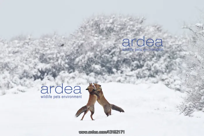 : Red Fox. Two Red Foxes (Vulpes vulpes) play fighting in the snow : Red Fox. Two Red Foxes (Vulpes vulpes) play fighting in the snow