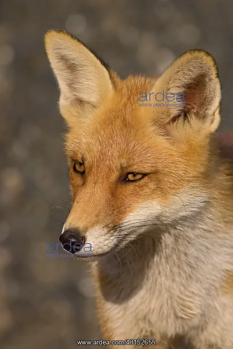 : Red Fox (vulpes vulpes) juvenile on the beach : Red Fox (vulpes vulpes) juvenile on the beach