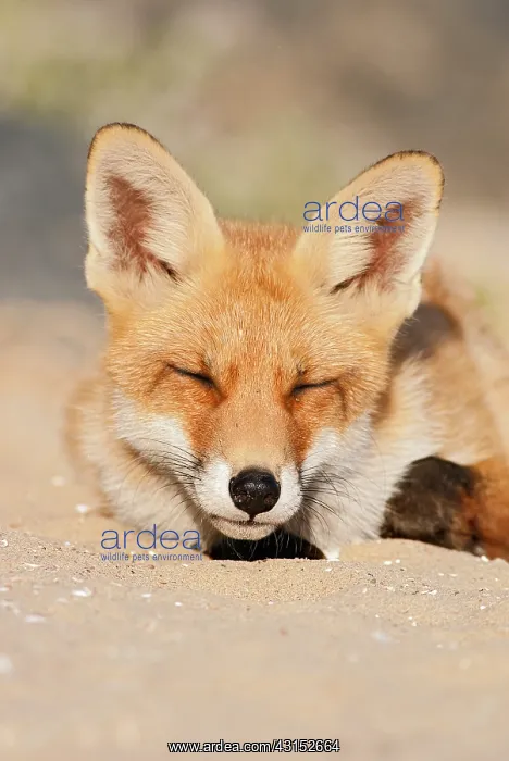 : Red Fox (vulpes vulpes) juvenile sleeping on the beach : Red Fox (vulpes vulpes) juvenile sleeping on the beach