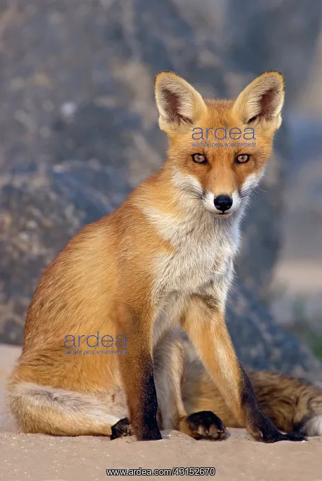 : Red Fox (vulpes vulpes) juvenile on the beach : Red Fox (vulpes vulpes) juvenile on the beach