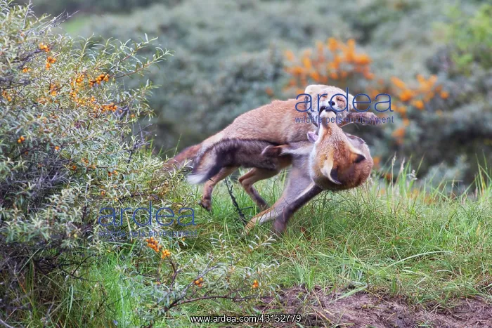 : Red Fox. Two Red Foxes (Vulpes vulpes) in the dunes fighting : Red Fox. Two Red Foxes (Vulpes vulpes) in the dunes fighting