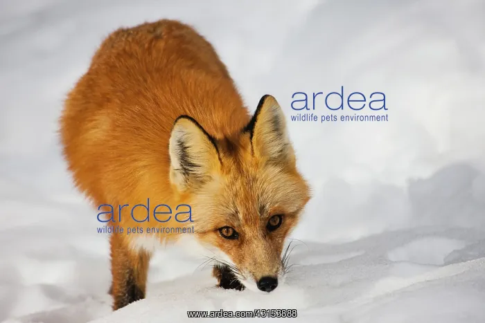  : Red Fox. A Canadian Red Fox (Vulpes vulpes) approaching cautiously up a