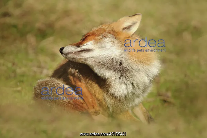 : Red Fox (Vulpes vulpes) scratching : Red Fox (Vulpes vulpes) scratching