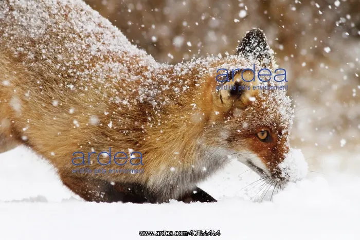 : Red Fox (Vulpes vulpes) ploughing through the snow : Red Fox (Vulpes vulpes) ploughing through the snow
