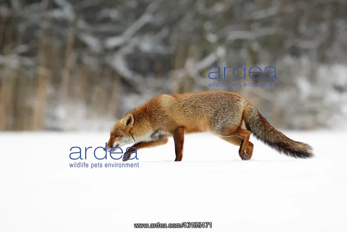: Red Fox (Vulpes vulpes) crossing a snow-covered lake on a cold winter day : Red Fox (Vulpes vulpes) crossing a snow-covered lake on a cold winter day