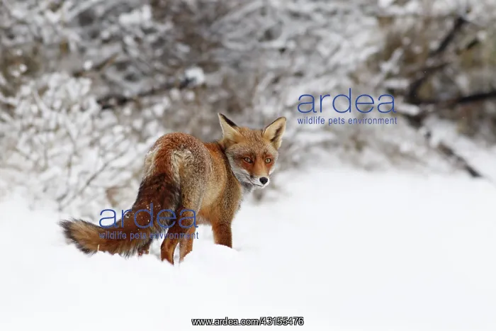 : Red Fox (Vulpes vulpes) standing in the snow and looking over her shoulder : Red Fox (Vulpes vulpes) standing in the snow and looking over her shoulder