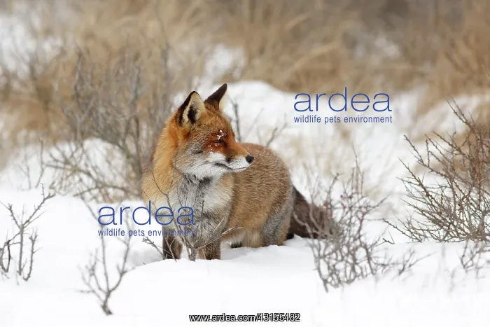 : Red Fox (Vulpes vulpes) standing in a thick layer of snow on a chilly winter day : Red Fox (Vulpes vulpes) standing in a thick layer of snow on a chilly winter day