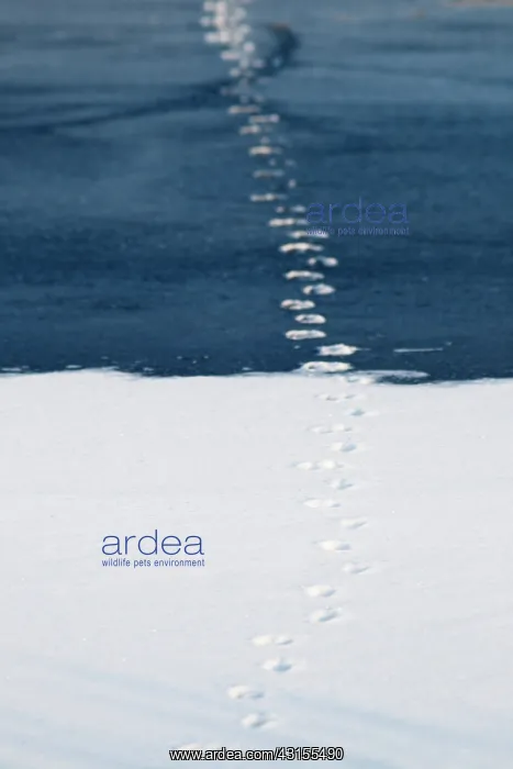 : Red Fox. Tracks of a Red Fox (Vulpes vulpes) in the snow and on the ice : Red Fox. Tracks of a Red Fox (Vulpes vulpes) in the snow and on the ice