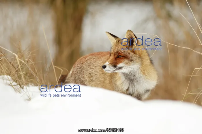 : Red Fox (Vulpes vulpes) partly hidden behind a snow-covered dune on a chilly winter day : Red Fox (Vulpes vulpes) partly hidden behind a snow-covered dune on a chilly winter day