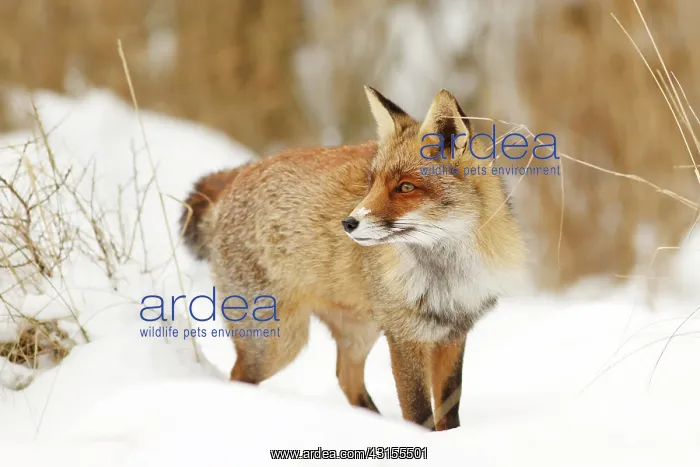 : Red Fox (Vulpes vulpes) standing on a snow-covered dune on a chilly winter day : Red Fox (Vulpes vulpes) standing on a snow-covered dune on a chilly winter day