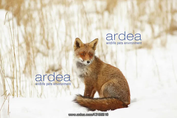 : Red Fox (Vulpes vulpes) sitting in the snow-covered dunes on a cold winter day : Red Fox (Vulpes vulpes) sitting in the snow-covered dunes on a cold winter day