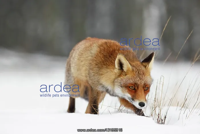 : Red Fox (Vulpes vulpes) moving through a thick layer of snow on a chilly winter day : Red Fox (Vulpes vulpes) moving through a thick layer of snow on a chilly winter day