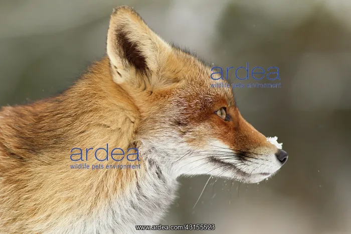 : Red Fox (Vulpes vulpes) portrait of a female with snow on her nose : Red Fox (Vulpes vulpes) portrait of a female with snow on her nose