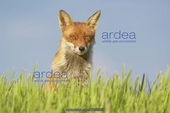  : Red Fox (Vulpes vulpes) sitting in grass against blue sky