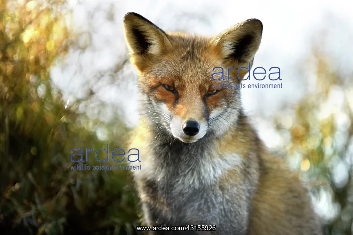 : Red Fox (Vulpes vulpes) in early morning light : Red Fox (Vulpes vulpes) in early morning light