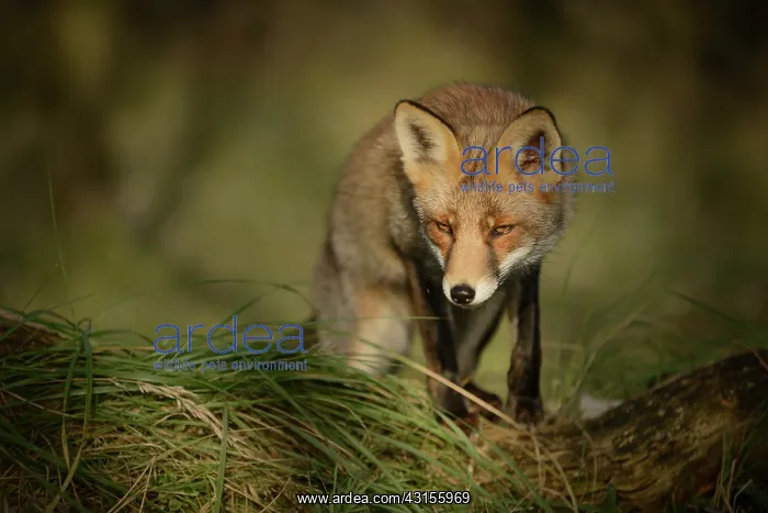 : Red Fox (Vulpes vulpes) coming over a hill : Red Fox (Vulpes vulpes) coming over a hill