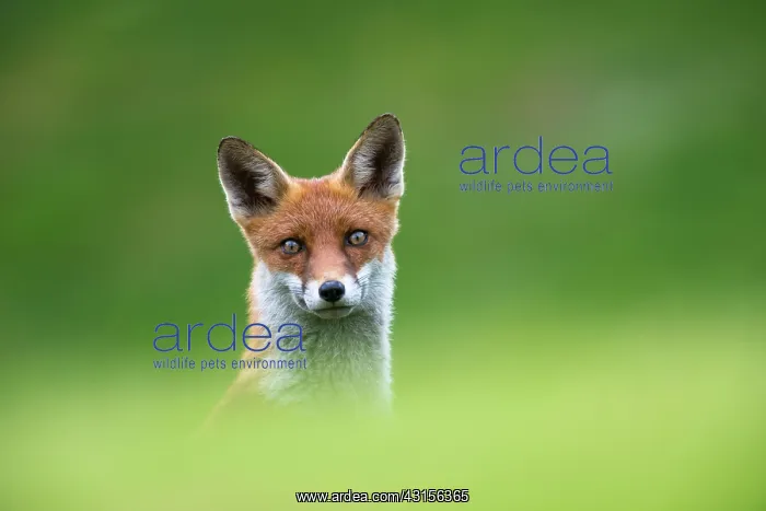 : Red Fox (Vulpes vulpes) portrait : Red Fox (Vulpes vulpes) portrait