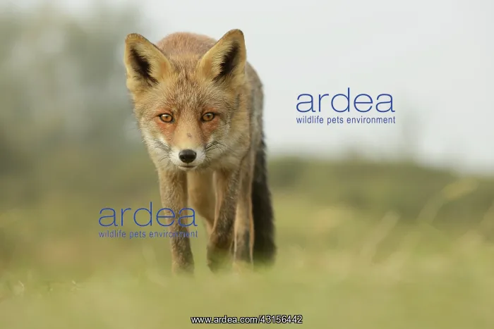 : Red Fox (Vulpes vulpes) walking in grassland : Red Fox (Vulpes vulpes) walking in grassland