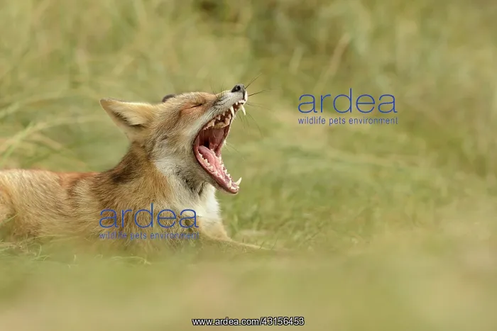 : Red Fox (Vulpes vulpes) yawning : Red Fox (Vulpes vulpes) yawning