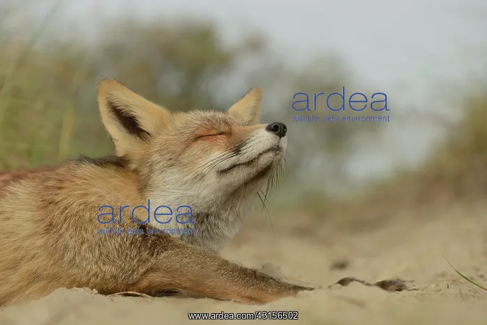 : Red Fox (Vulpes vulpes) stretching in sand : Red Fox (Vulpes vulpes) stretching in sand