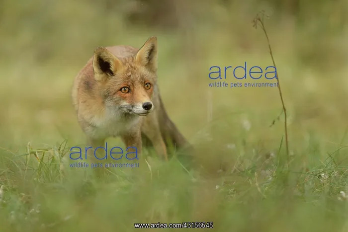 : Red Fox (Vulpes vulpes) standing in grass : Red Fox (Vulpes vulpes) standing in grass