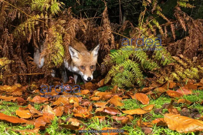 : Red Fox (Vulpes vulpes) in autumnal Bracken (Pteridium aquilinum) and Beech : Red Fox (Vulpes vulpes) in autumnal Bracken (Pteridium aquilinum) and Beech