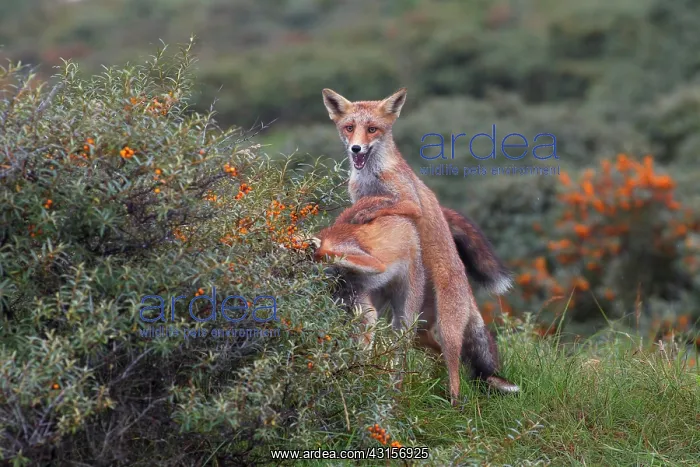 : Red Fox. Two Red Foxes (Vulpes vulpes) in the dunes fighting : Red Fox. Two Red Foxes (Vulpes vulpes) in the dunes fighting