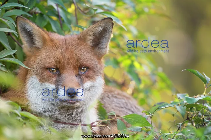 : Red Fox. Urban Red Fox (Vulpes vulpes) lying down in foliage, England, Essex, Walthamstow : Red Fox. Urban Red Fox (Vulpes vulpes) lying down in foliage, England, Essex, Walthamstow